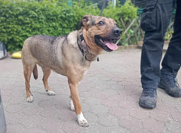Znaleziono psa, Toruń, 25 maja 2023