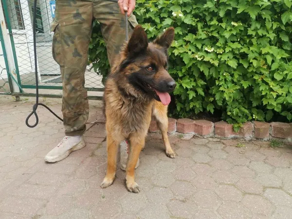 Znaleziono psa, Toruń, 24 maja 2023