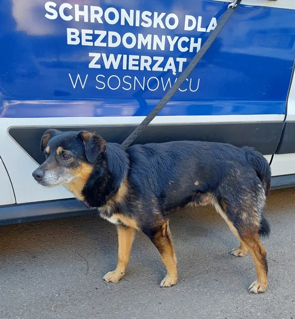 Znaleziono psa, Sosnowiec, 27 maja 2023