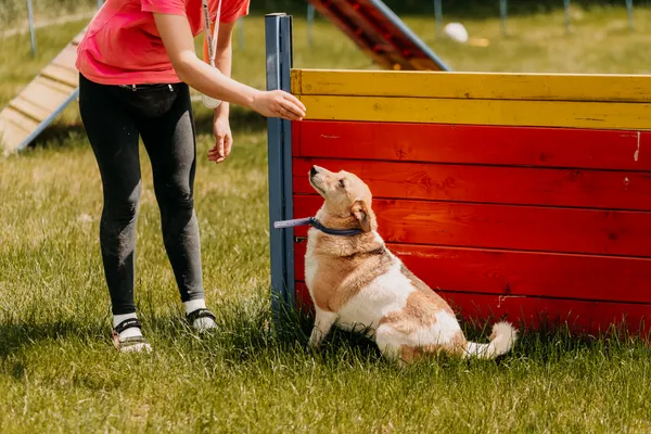 Pies do adopcji, Czartki, 29 maja 2023 (3/5)