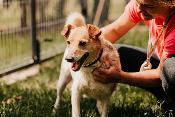 Pies do adopcji, Czartki, 29 maja 2023 (4/5)