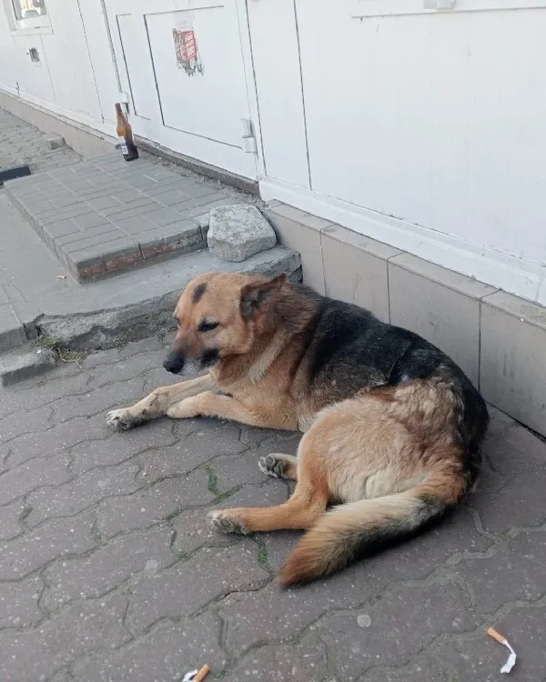 Znaleziono psa, Młodolino, 28 maja 2023