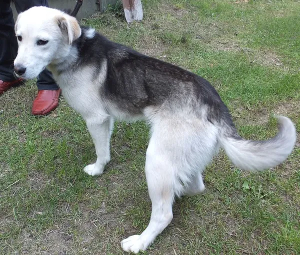 Znaleziono psa, Nowa Krępa, 16 maja 2023