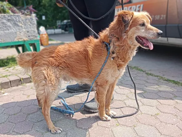 Znaleziono psa, Toruń, 26 maja 2023