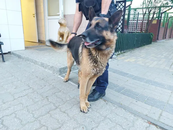 Znaleziono psa, Bydgoszcz, 29 maja 2023