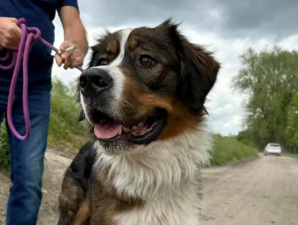 Pies do adopcji, Gorzów Wielkopolski, 15 maja 2023