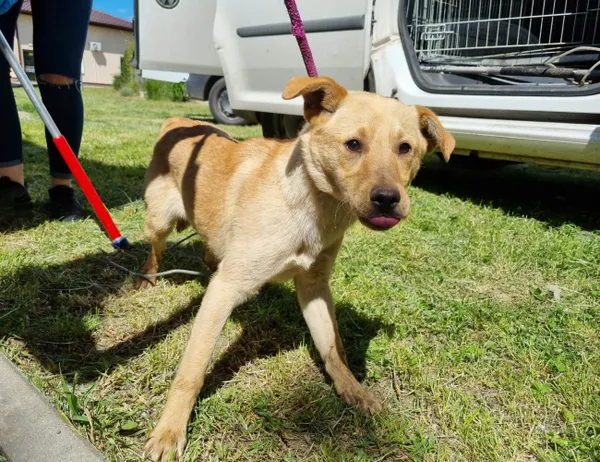 Znaleziono psa, Świdnica, 30 maja 2023