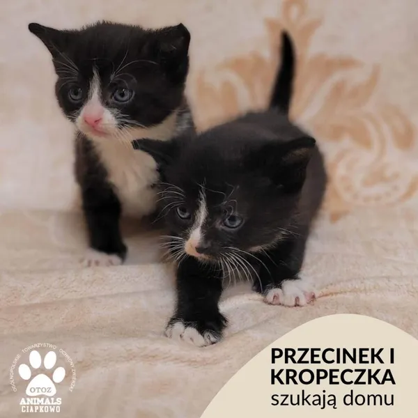 Kot do adopcji, Gdynia, 30 maja 2023
