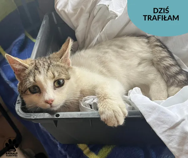 Znaleziono kota, Dąbrówka, 25 maja 2023