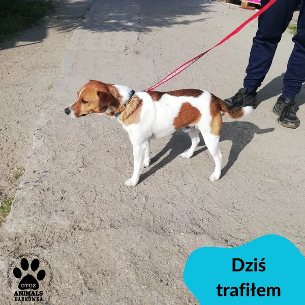 Znaleziono psa, Dąbrówka, 27 maja 2023