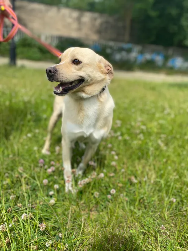 Pies do adopcji, Kielce, 1 czerwca 2023