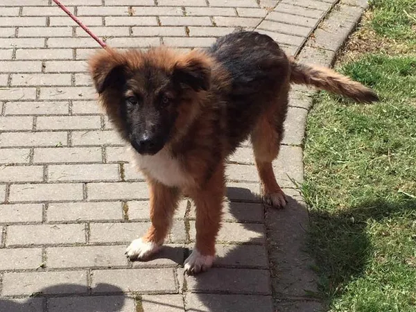 Znaleziono psa, Tatary, 22 maja 2023