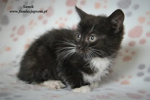 Kot do adopcji, Nowy Dwór Mazowiecki, 2 czerwca 2023 (1/5)