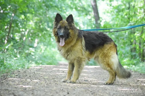Znaleziono psa, Toruń, 6 maja 2023