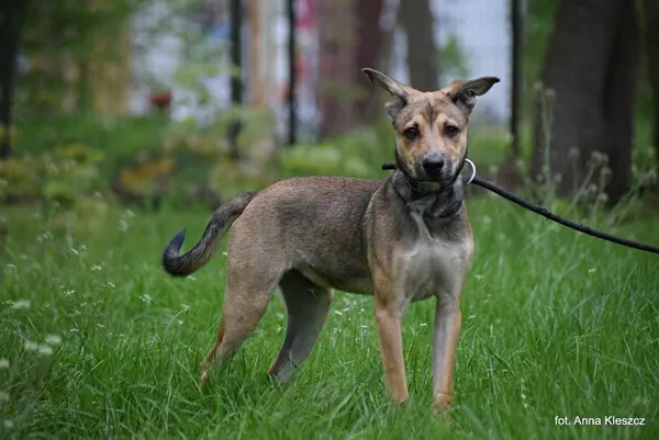 Znaleziono psa, Toruń, 23 maja 2023