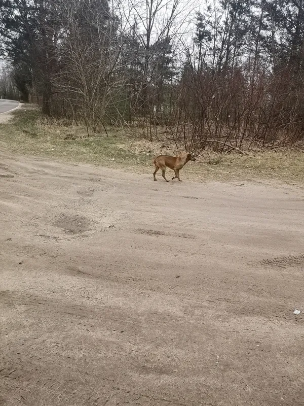 Znaleziono psa, Dąbrówka, 13 marca 2023 (3/3)