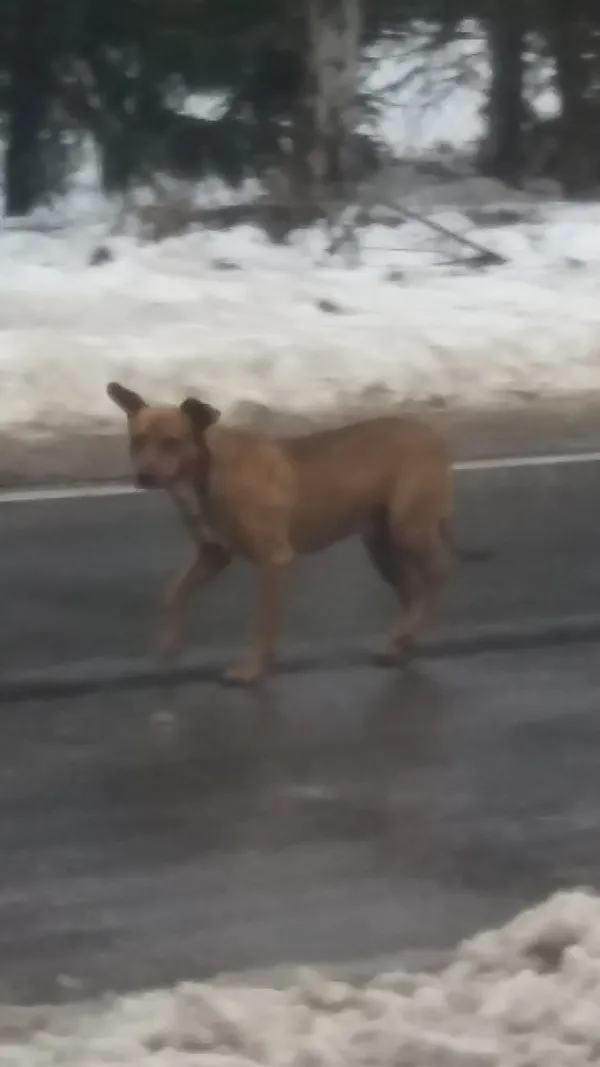 Znaleziono psa, Dąbrówka, 22 grudnia 2022