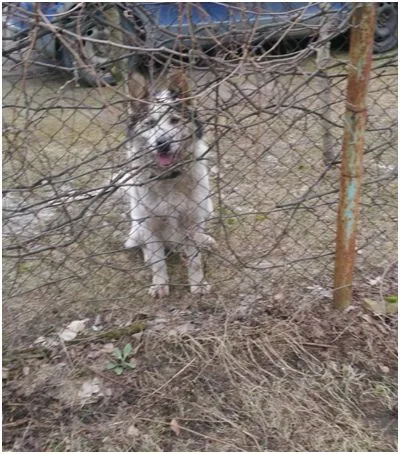 Znaleziono psa, Dąbrówka, 25 marca 2021