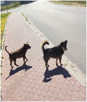 Znaleziono psa, Dąbrówka, 21 czerwca 2021 (2/2)