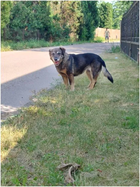 Znaleziono psa, Dąbrówka, 1 lipca 2022