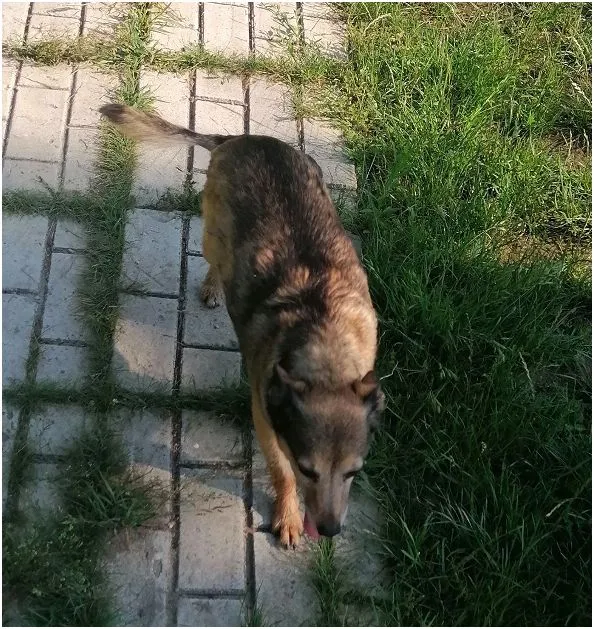 Znaleziono psa, Dąbrówka, 8 lipca 2021
