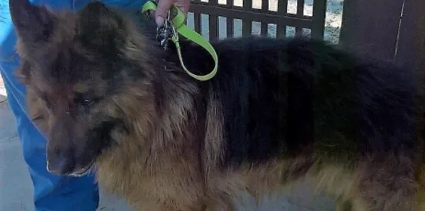 Znaleziono psa, Piekary Śląskie, 7 czerwca 2017