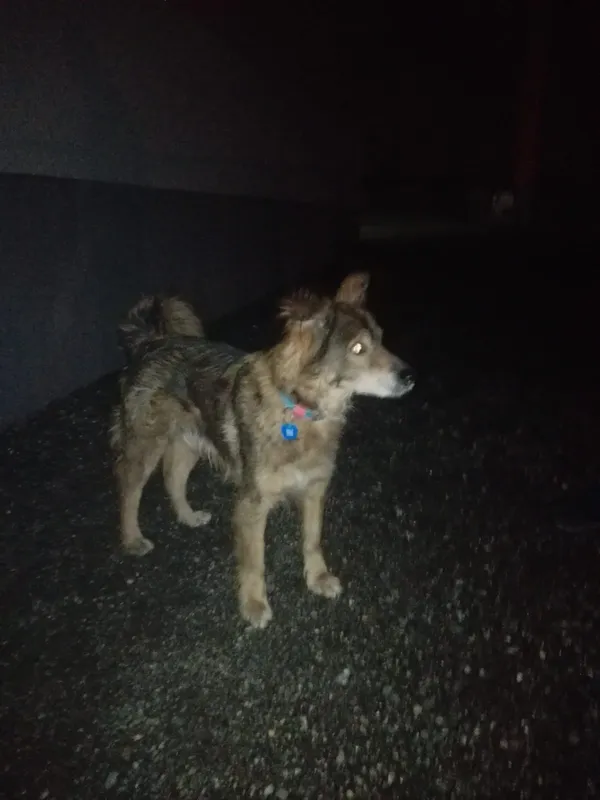 Znaleziono psa, Piekary Śląskie, 5 lutego 2018
