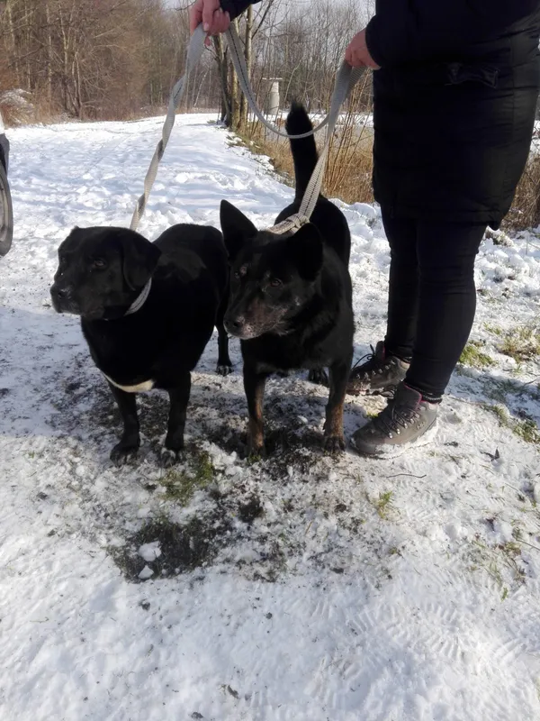 Znaleziono psa, Piekary Śląskie, 12 lutego 2018