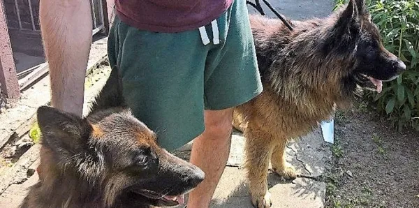 Znaleziono psa, Piekary Śląskie, 30 maja 2017
