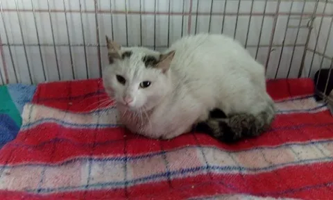 Znaleziono kota, Piekary Śląskie, 27 września 2017