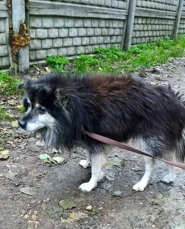 Znaleziono psa, Piekary Śląskie, 26 września 2017