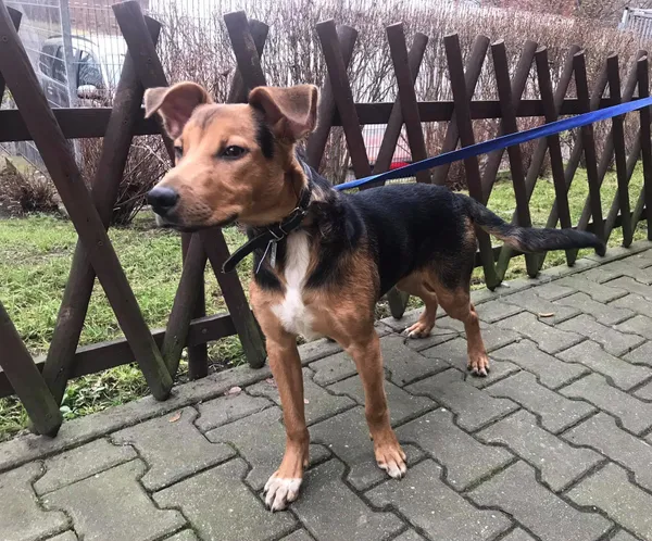 Znaleziono psa, Piekary Śląskie, 23 grudnia 2020