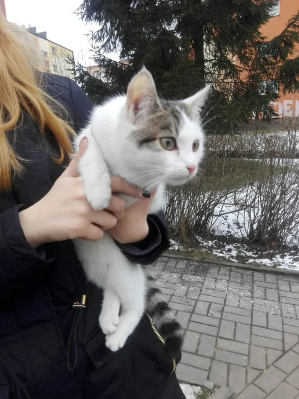 Znaleziono kota, Piekary Śląskie, 12 lutego 2018