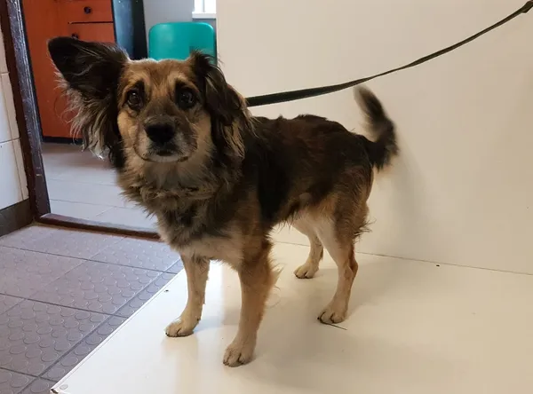 Znaleziono psa, Piekary Śląskie, 26 sierpnia 2019