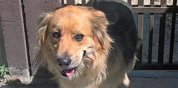 Znaleziono psa, Piekary Śląskie, 22 czerwca 2017