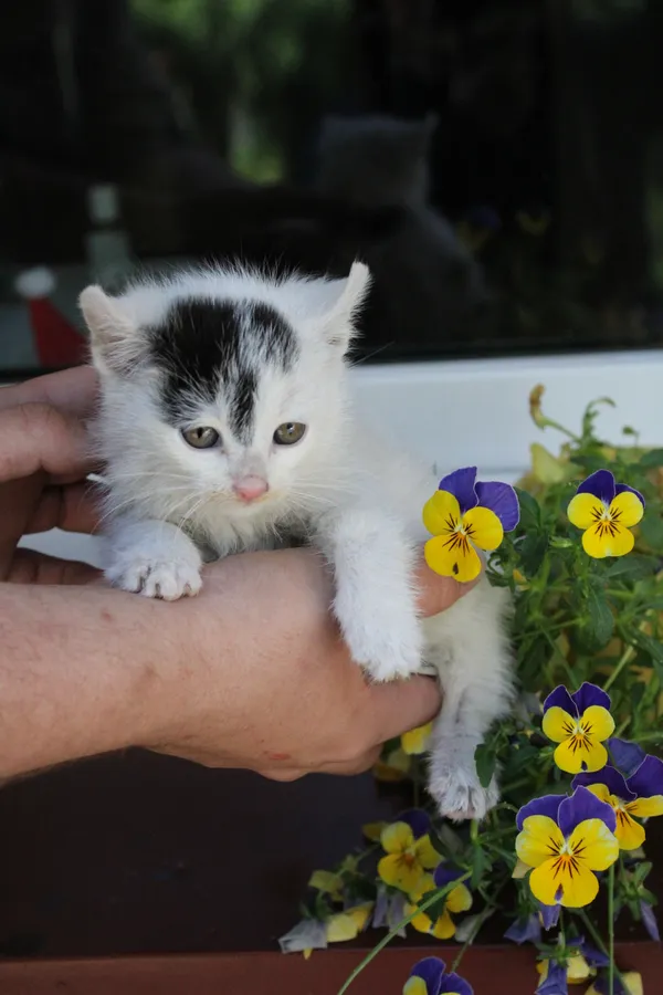 Kot do adopcji, Jelenia Góra, 1 kwietnia 2017 (2/5)