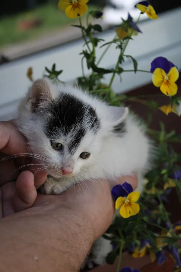Kot do adopcji, Jelenia Góra, 1 kwietnia 2017 (3/5)