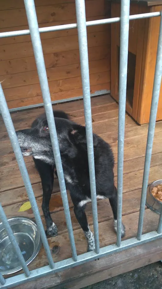 Znaleziono psa, Piekary Śląskie, 14 sierpnia 2018
