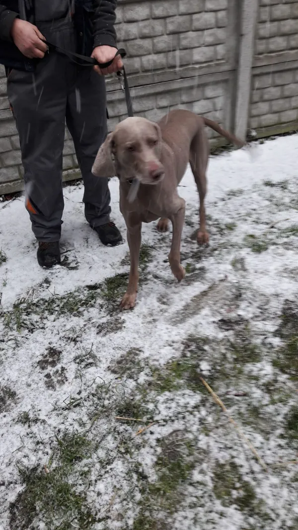 Znaleziono psa, Piekary Śląskie, 22 grudnia 2017