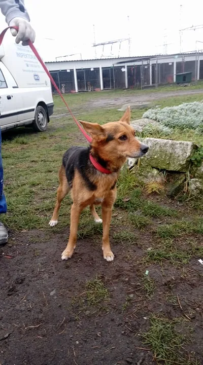 Znaleziono psa, Piekary Śląskie, 27 listopada 2017