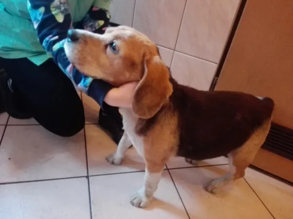 Znaleziono psa, Piekary Śląskie, 1 lutego 2018