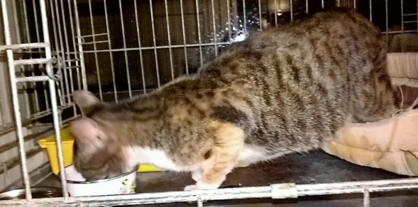 Znaleziono kota, Piekary Śląskie, 27 lutego 2017