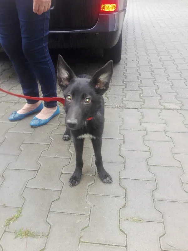 Znaleziono psa, Piekary Śląskie, 19 września 2018