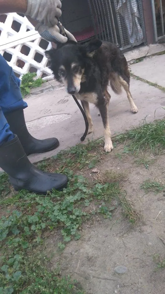 Znaleziono psa, Piekary Śląskie, 19 września 2018