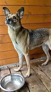 Znaleziono psa, Piekary Śląskie, 5 grudnia 2017