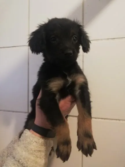Znaleziono psa, Piekary Śląskie, 21 lutego 2019