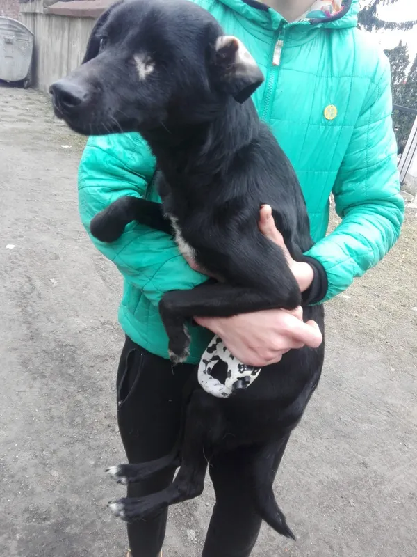 Znaleziono psa, Piekary Śląskie, 26 lutego 2018