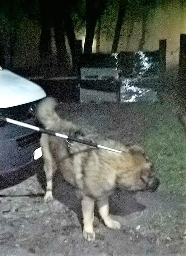 Znaleziono psa, Piekary Śląskie, 23 października 2017