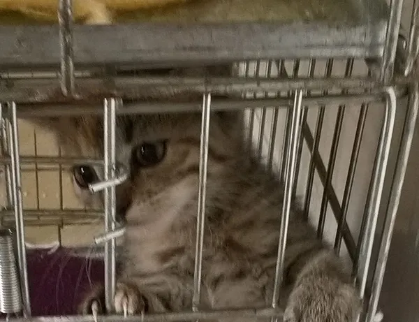 Znaleziono kota, Piekary Śląskie, 19 lipca 2017