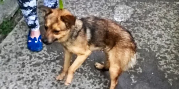 Znaleziono psa, Piekary Śląskie, 31 maja 2017
